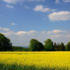 Rapsfeld mit Polfilter