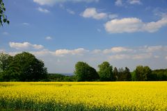 Rapsfeld mit Polfilter