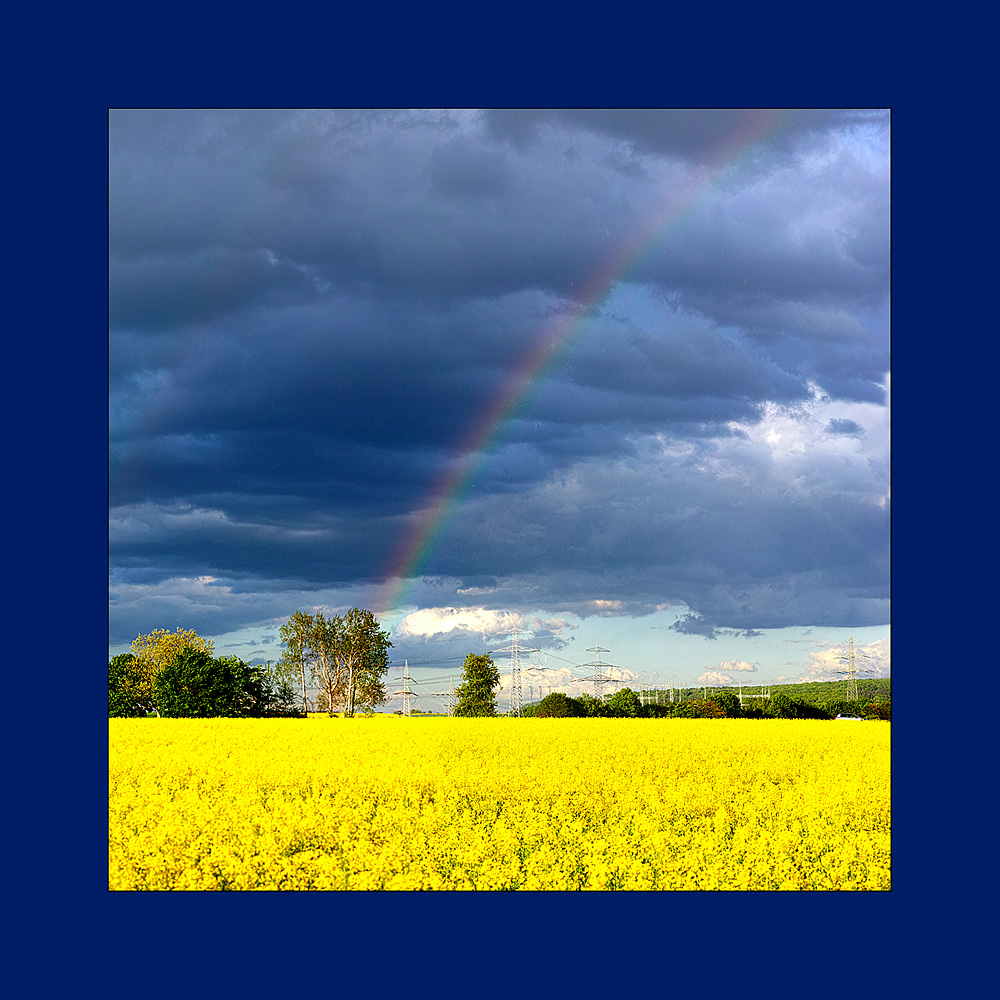 Rapsfeld mit Regenbogen