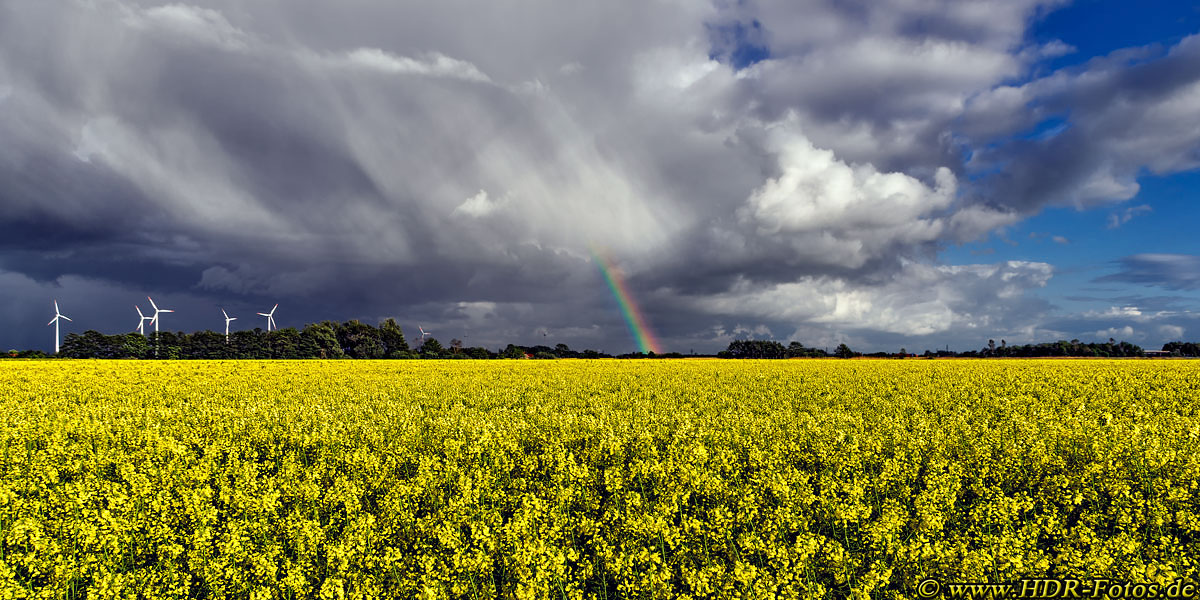 Rapsfeld mit Regenbogenende