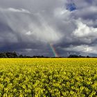 Rapsfeld mit Regenbogenende