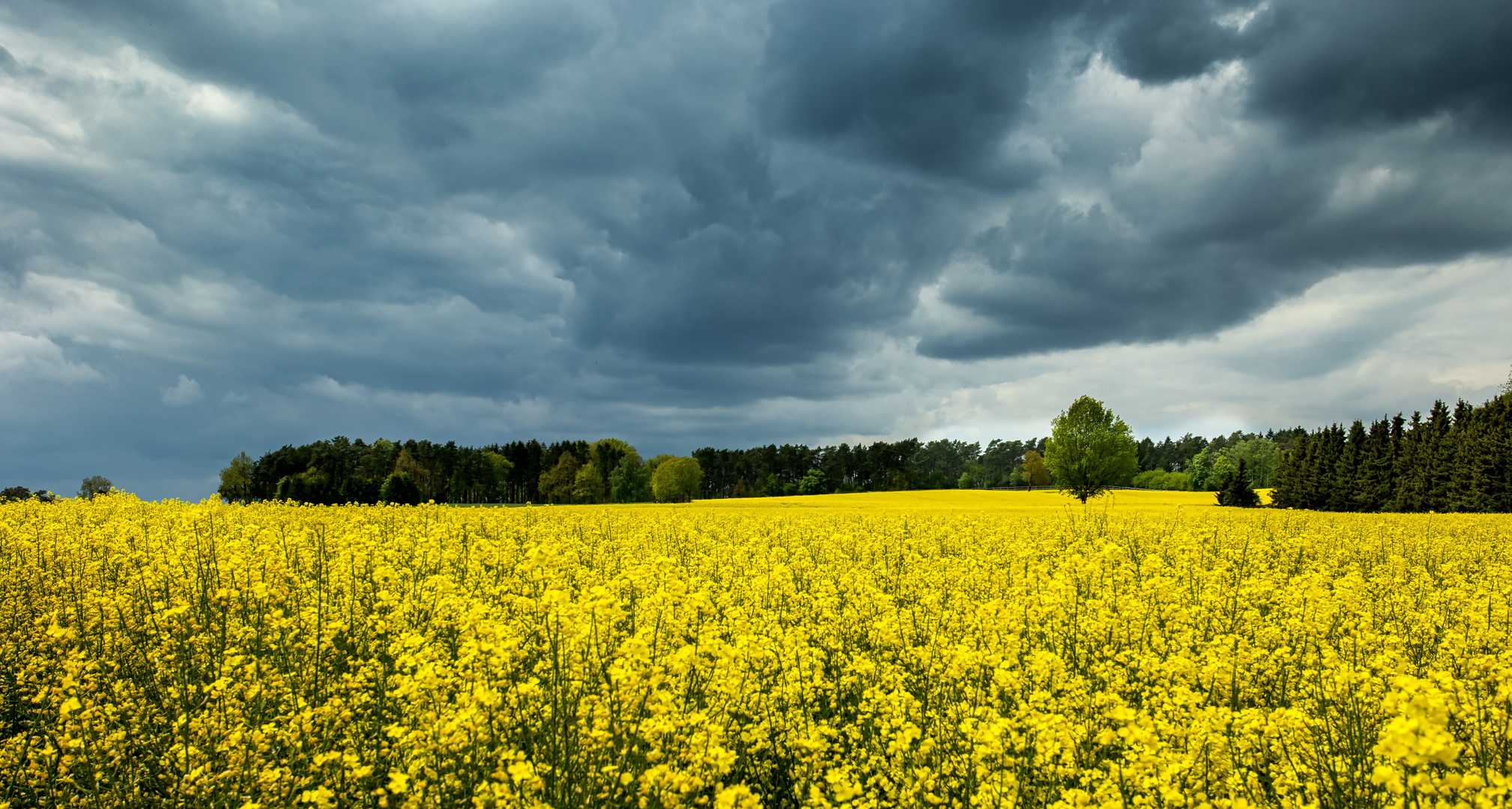 Rapsfeld mit Regenwolken ...