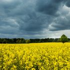 Rapsfeld mit Regenwolken ...