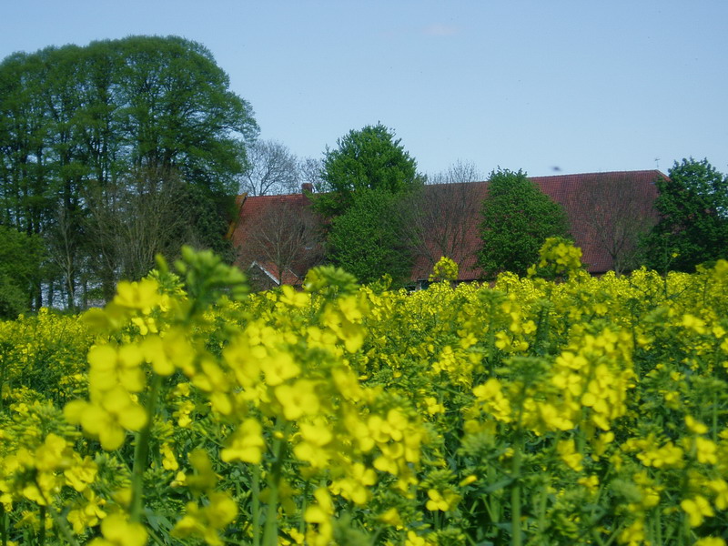 Rapsfeld mit rotem Dach