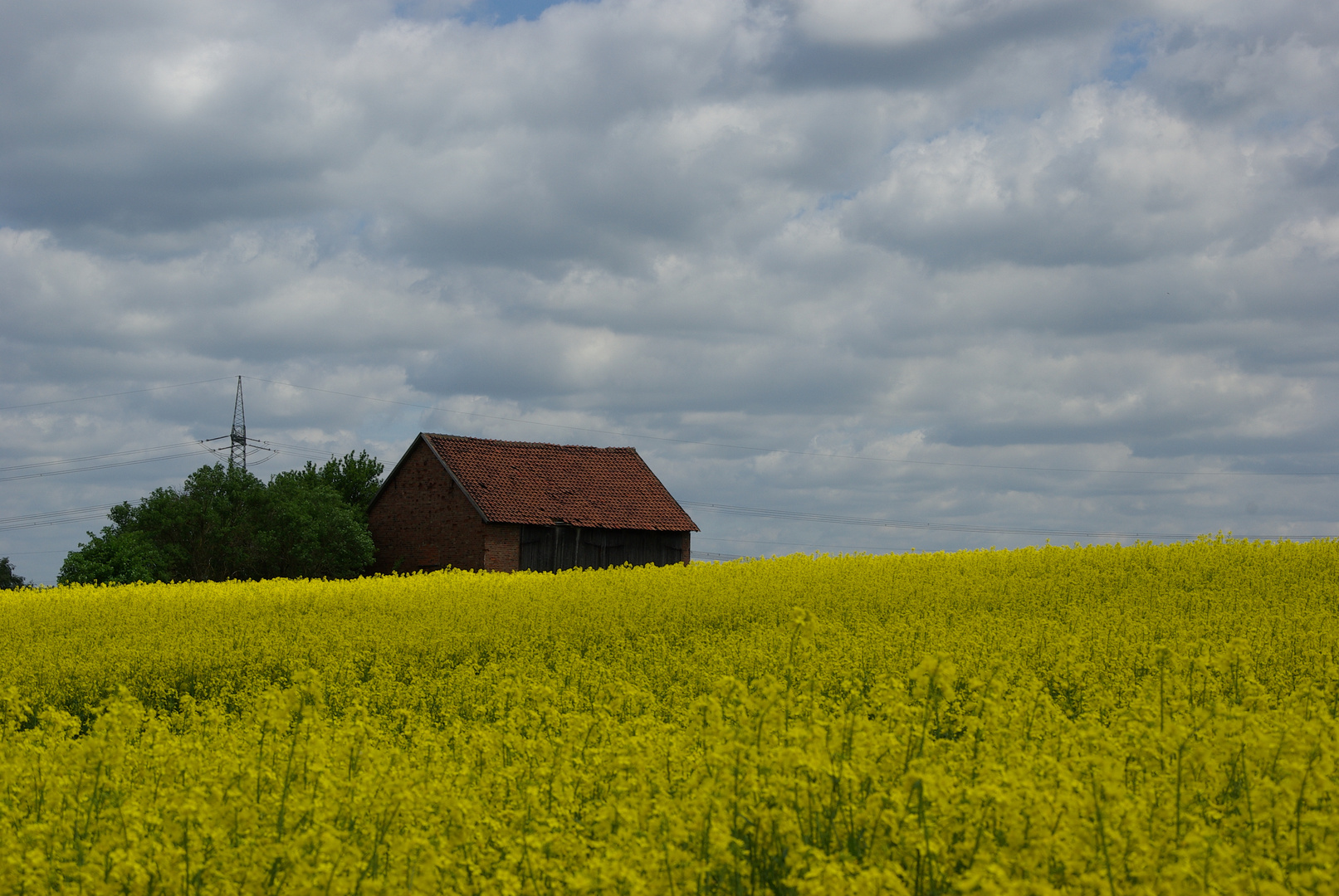 Rapsfeld mit Scheune