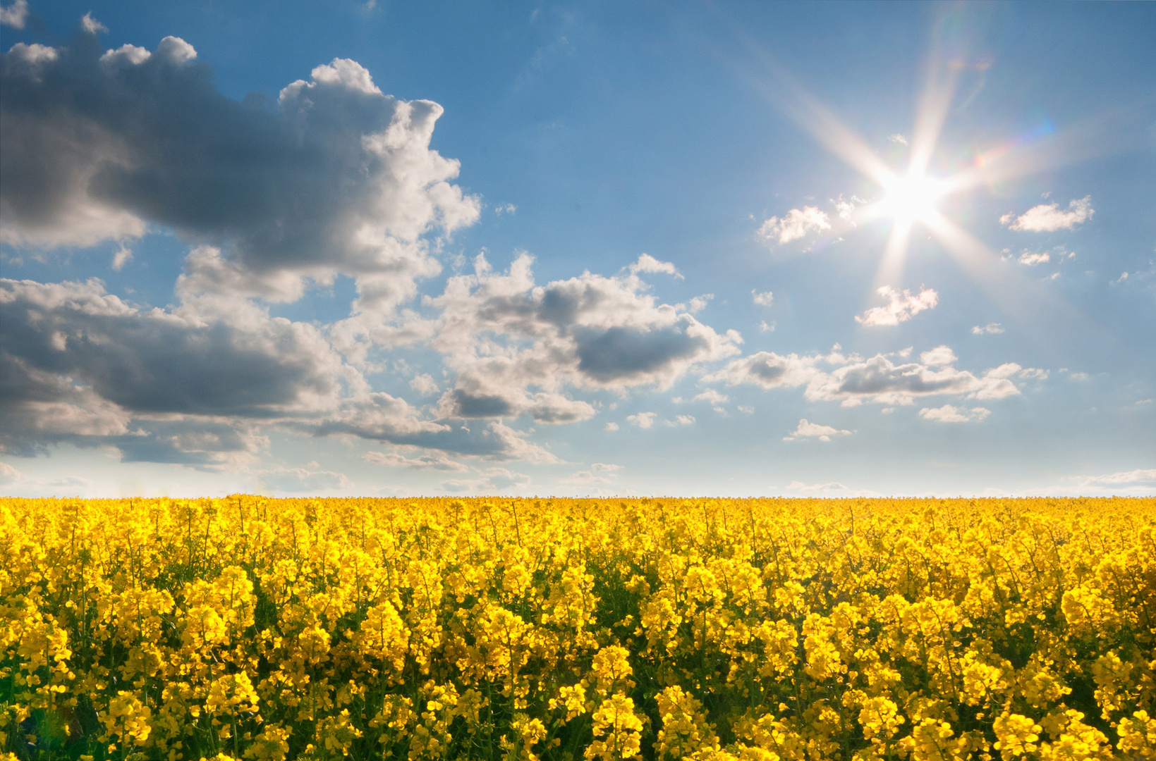 Rapsfeld mit Spannender Wolkenenstimmung