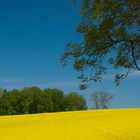 Rapsfeld mit tief blauem Horizont