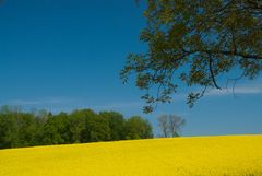 Rapsfeld mit tief blauem Horizont