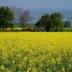 Rapsfeld mit Traktor und Fernsicht