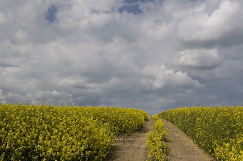 Rapsfeld mit Traktorspur