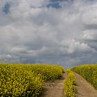 Rapsfeld mit Traktorspur