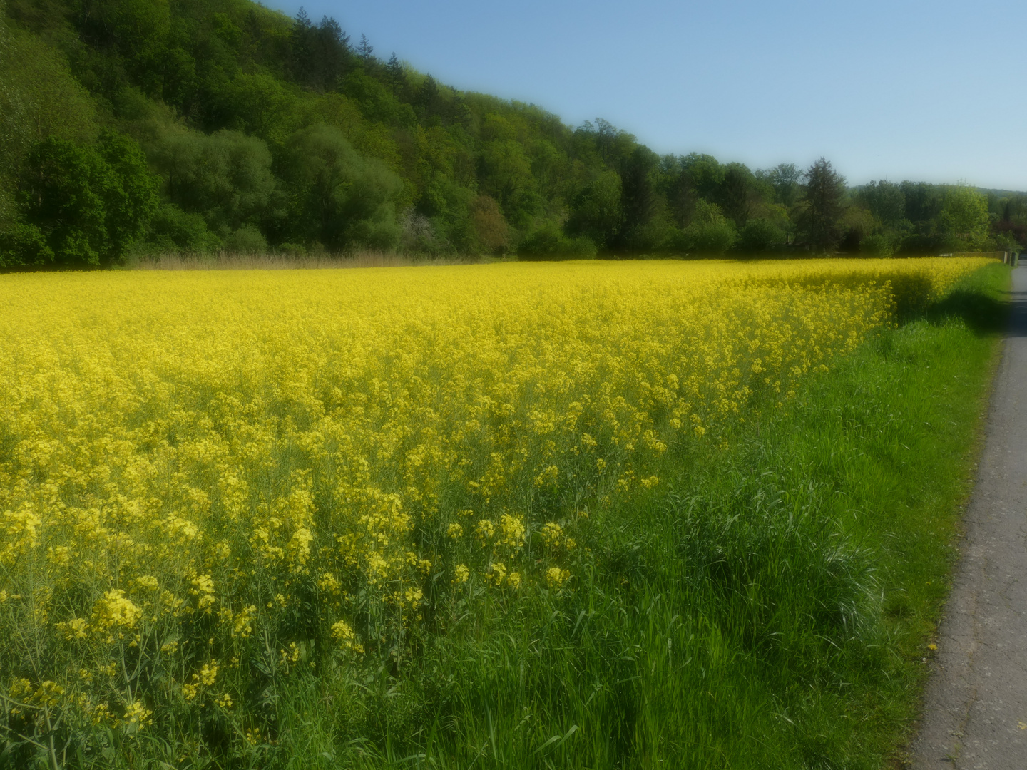 Rapsfeld mit Weichzeichnereffekt