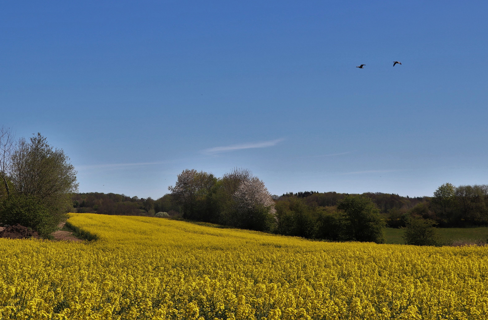 Rapsfeld mit Wildgänsen