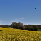 Rapsfeld mit Wildgänsen