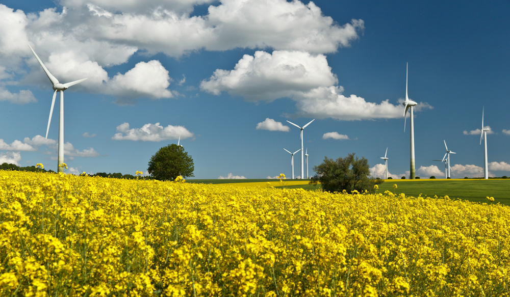 Rapsfeld mit Windkraftanlagen