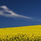  Rapsfeld mit Wolke....