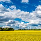 Rapsfeld mit Wolken