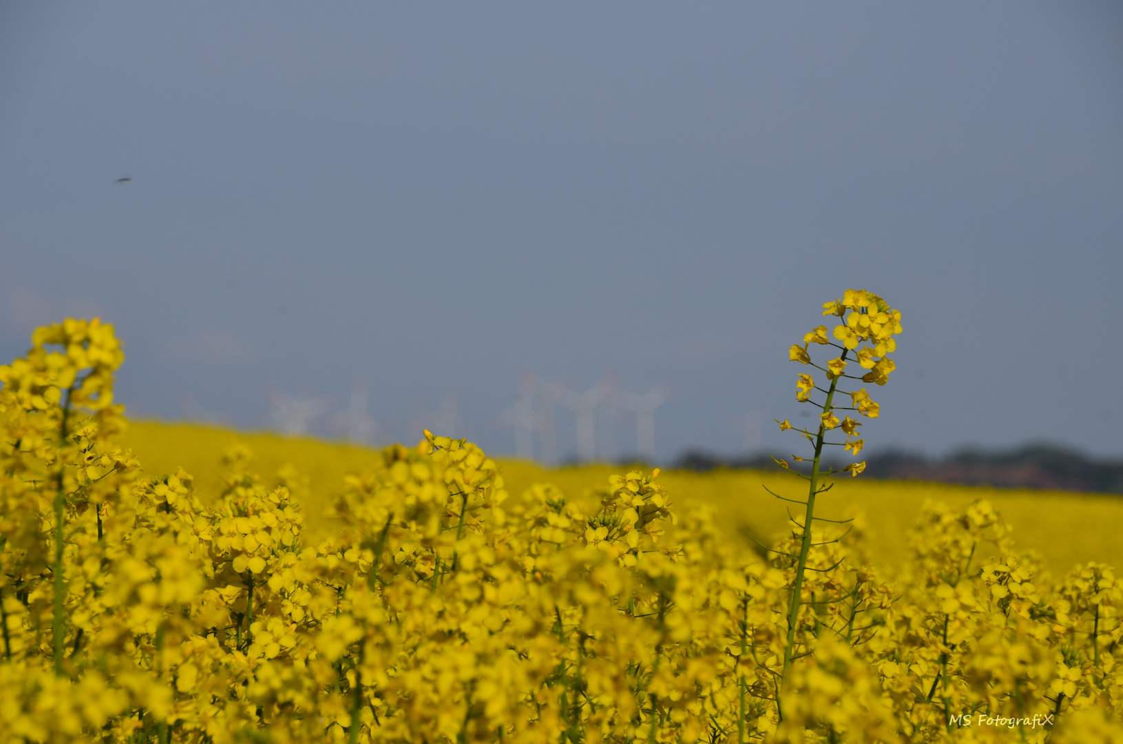 Rapsfeld mitten in Deutschland