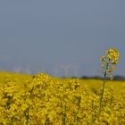 Rapsfeld mitten in Deutschland