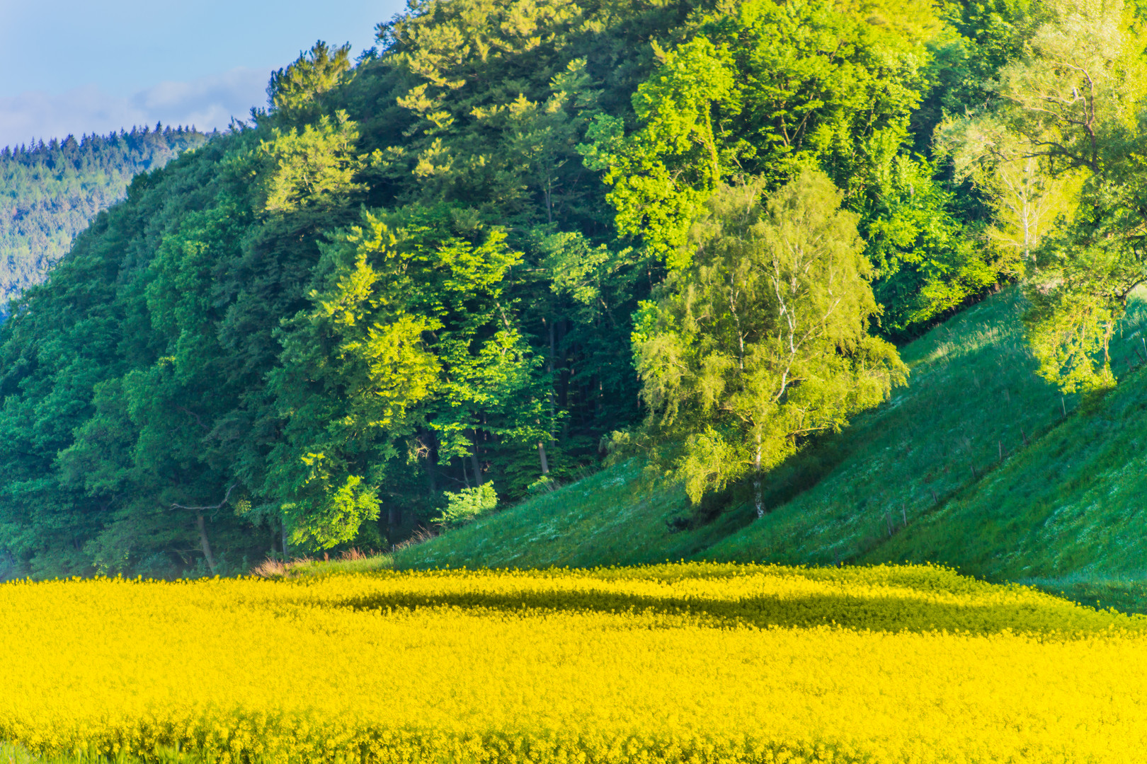 Rapsfeld Nähe Melsungen - Fuldatal/Hessen