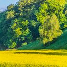 Rapsfeld Nähe Melsungen - Fuldatal/Hessen