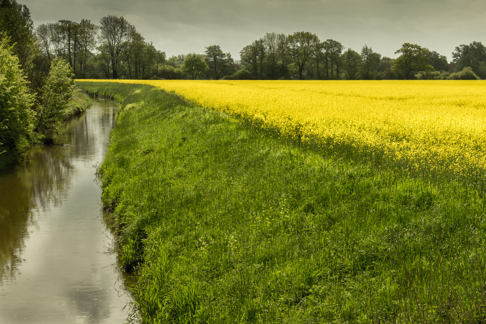 Rapsfeld Nähe Wienhausen - Landkreis Celle/Niedersachsen