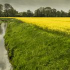 Rapsfeld Nähe Wienhausen - Landkreis Celle/Niedersachsen