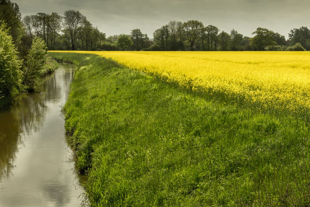 Rapsfeld Nähe Wienhausen - Landkreis Celle/Niedersachsen