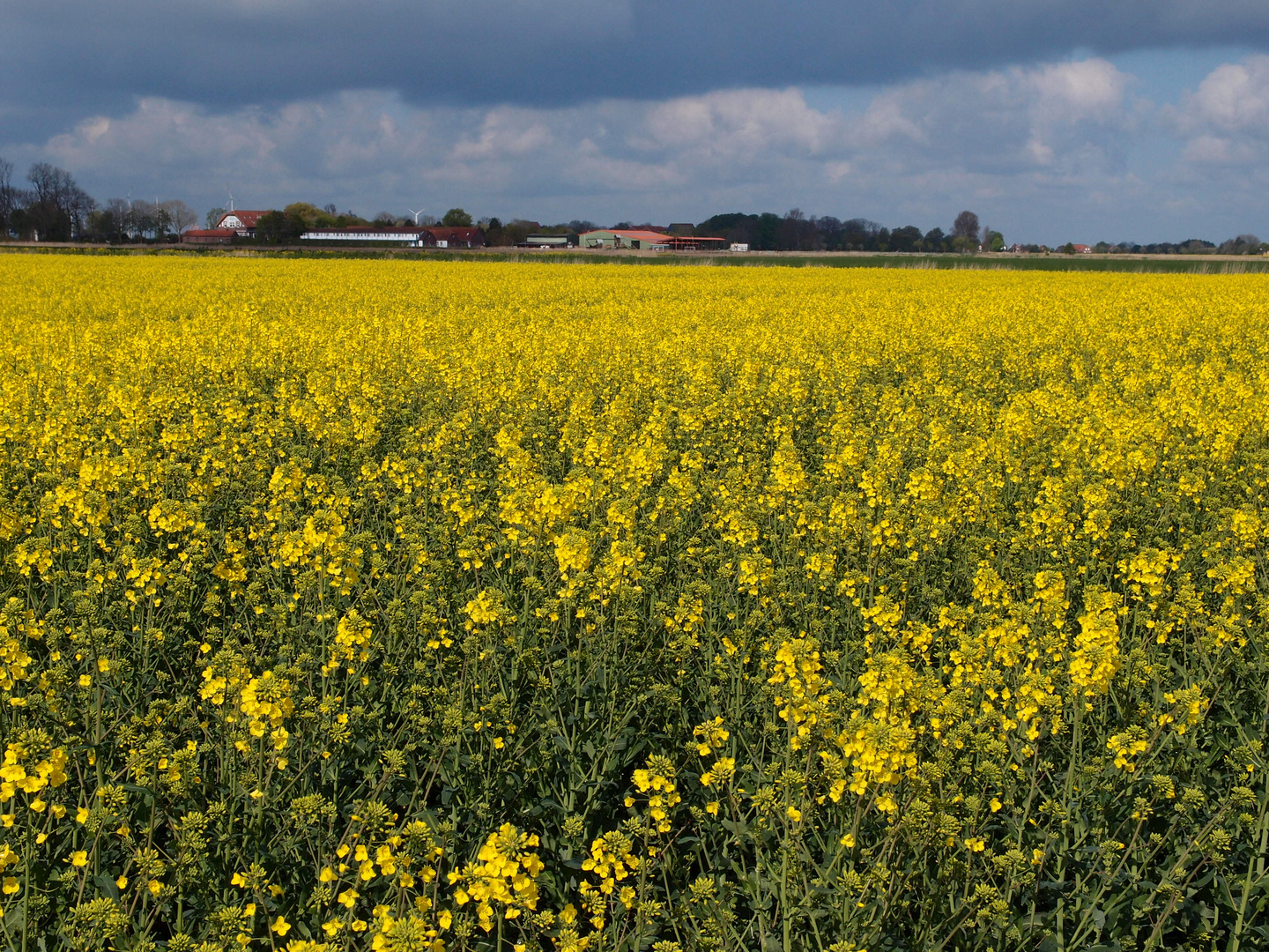 Rapsfeld / Ostfriesland