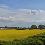 Rapsfeld-Pano