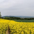 Rapsfeld Panorama