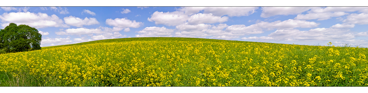 RAPSFELD :: PANORAMA