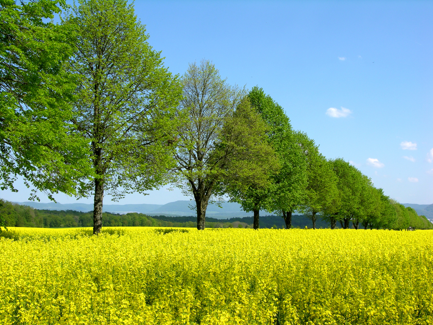 Rapsfeld Schwäbische Alb