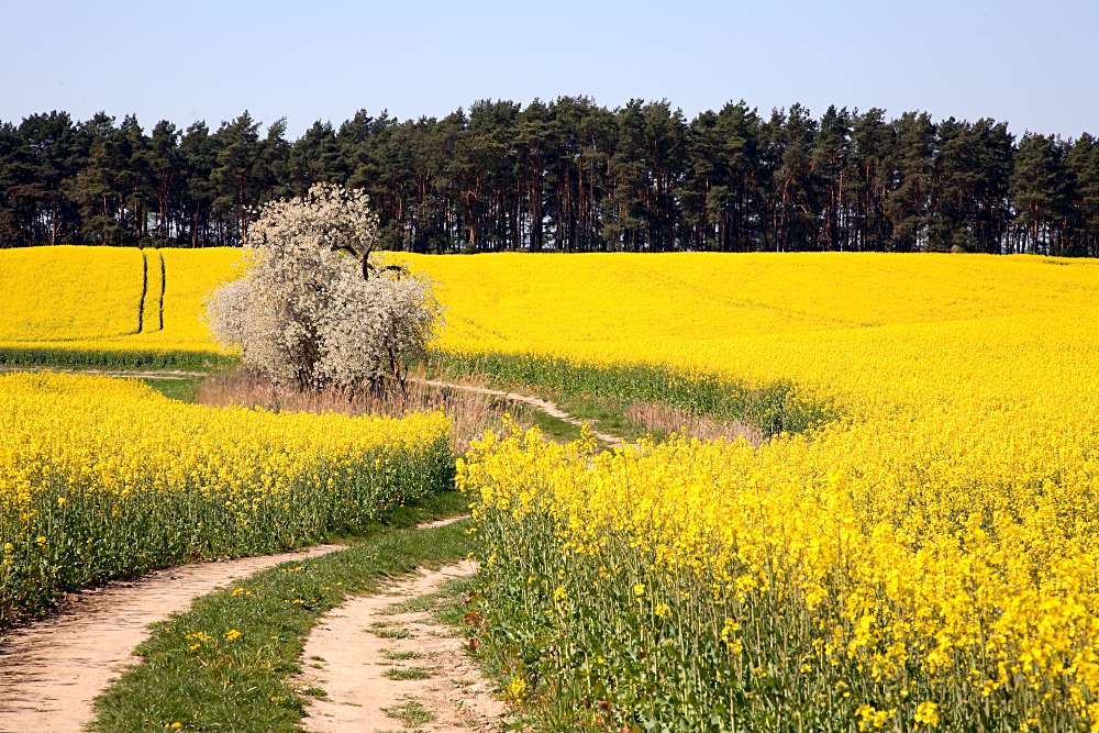 Rapsfeld südlich von Warnitz