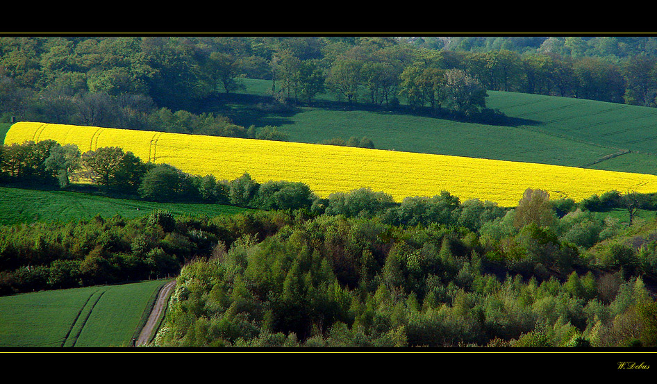 Rapsfeld Supertele