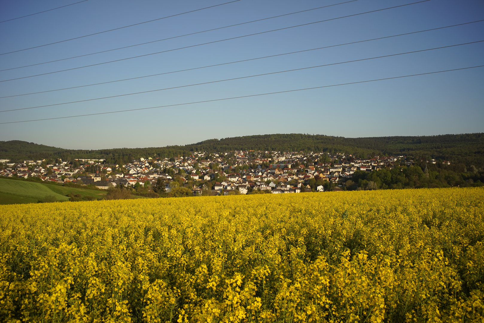 Rapsfeld Taunusstein