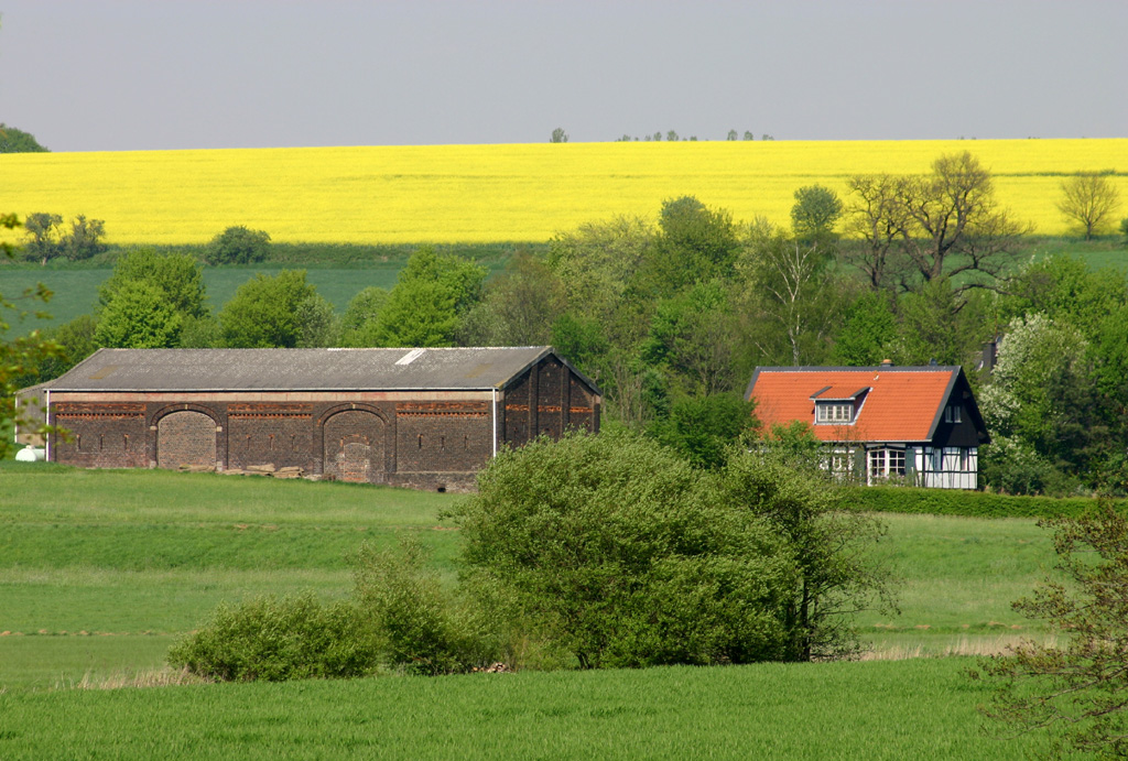 Rapsfeld und Bauernhäuser