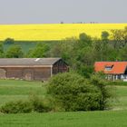 Rapsfeld und Bauernhäuser