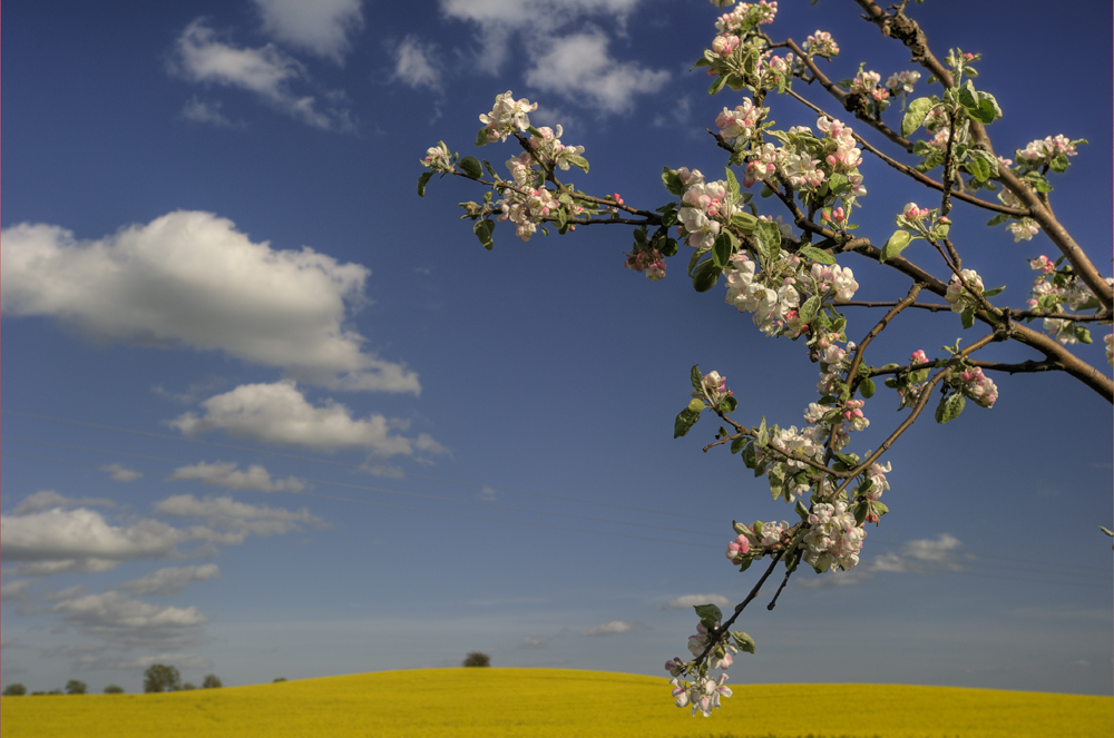 Rapsfeld- und Baumblüte