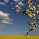 Rapsfeld- und Baumblüte