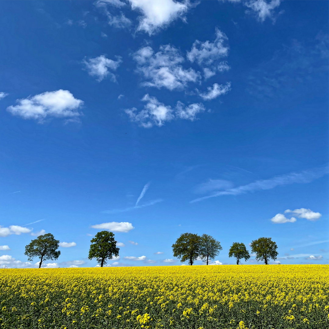 Rapsfeld und blauer Himmel 