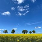 Rapsfeld und blauer Himmel 