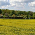 Rapsfeld und das Gebiet wo die Grünfinken und andere wohnen