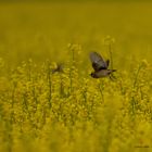 Rapsfeld und ein kleiner Vogel