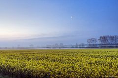 Rapsfeld und Frühnebel + blaue Stunde