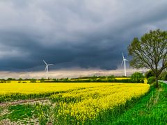 Rapsfeld und kommender Regen