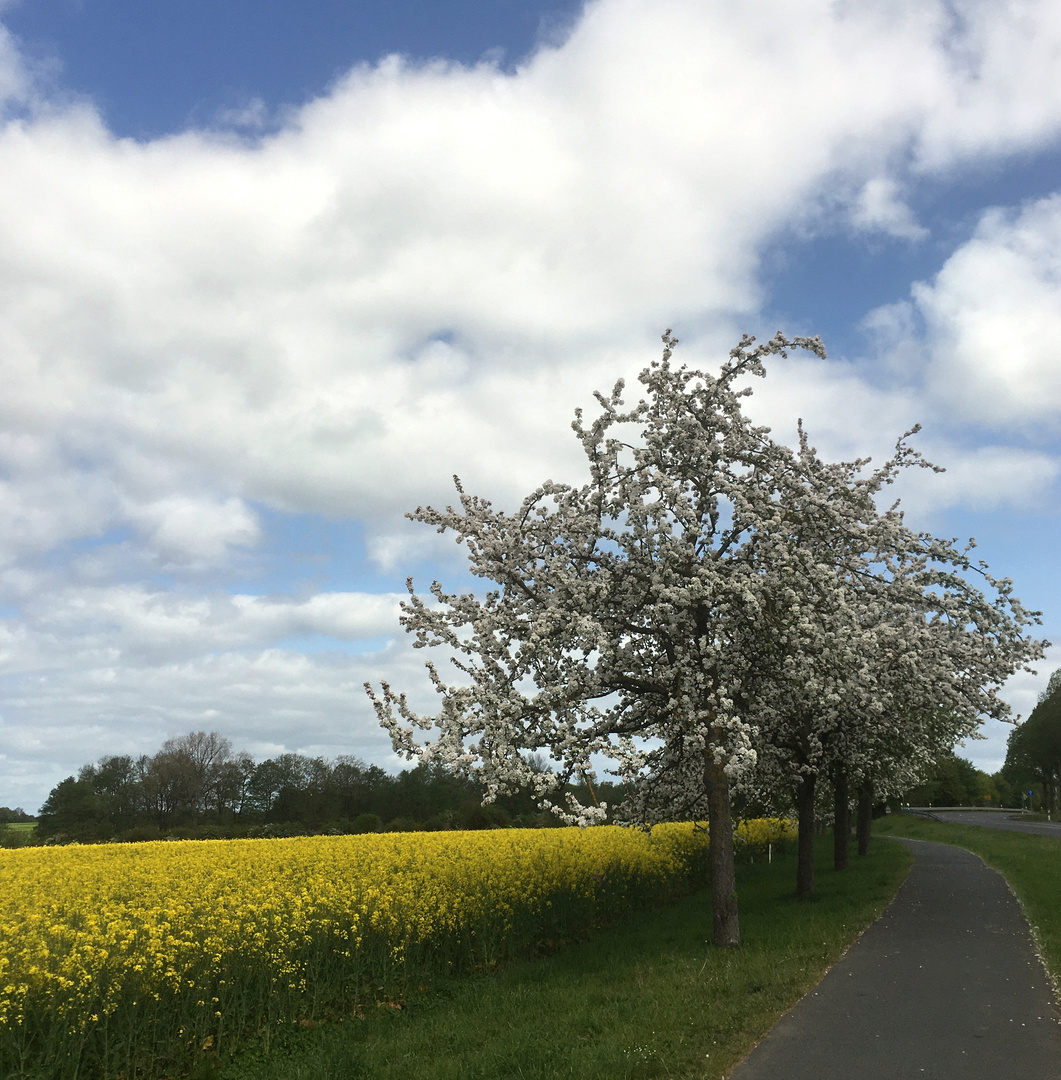 Rapsfeld und Obstbäume