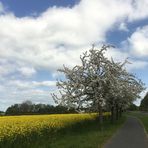 Rapsfeld und Obstbäume