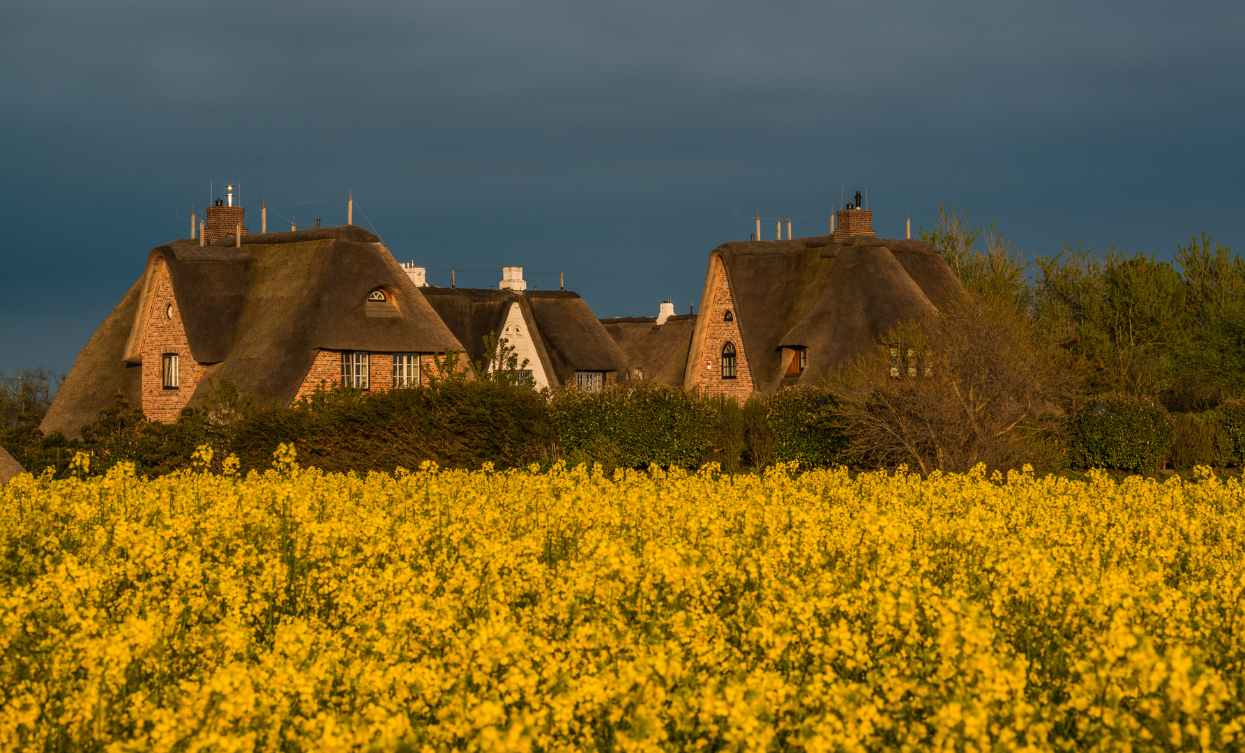 Rapsfeld und Reetdachhäuser