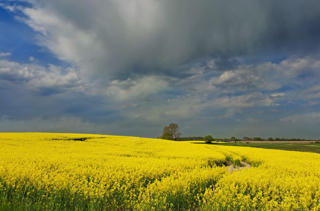 Rapsfeld und schönen Himmel